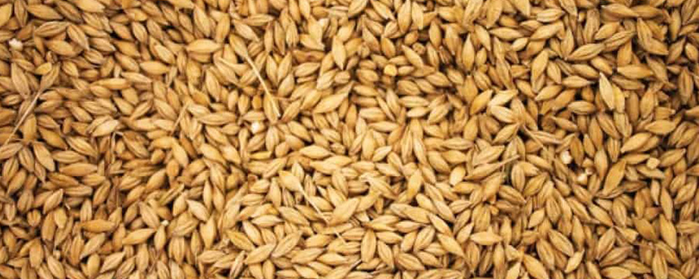 Barley